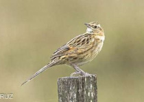 Costanera Sur Nature Reserve Birding Tour