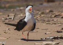 Punta Rasa and Pampas Birding Tour