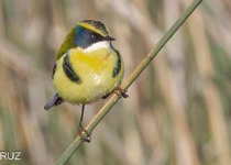 Punta Rasa and Pampas Birding Tour