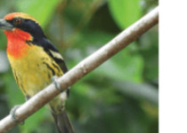 Amazon River Islands Birding Route with Amazonas Birding