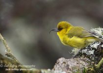 Hakalau Forest Native Birds Day Tour with Jack Jeffrey
