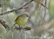 Hakalau Forest Native Birds Day Tour with Jack Jeffrey