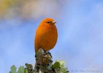 Hakalau Forest Native Birds Day Tour with Jack Jeffrey