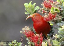 Hakalau Forest Native Birds Day Tour with Jack Jeffrey