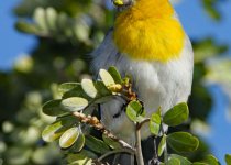 Palila Discovery Trail Birding Day Tour with Jack Jeffrey
