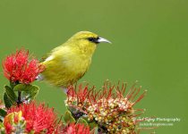 Palila Discovery Trail Birding Day Tour with Jack Jeffrey
