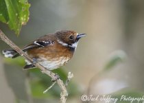 Palila Discovery Trail Birding Day Tour with Jack Jeffrey