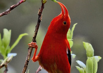Puu Oo Trail Native Forest Birding Day Tour with Jack Jeffrey