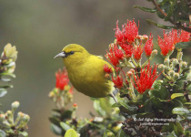 Puu Oo Trail Native Forest Birding Day Tour with Jack Jeffrey