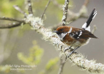 Puu Oo Trail Native Forest Birding Day Tour with Jack Jeffrey