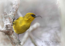 Puu Oo Trail Native Forest Birding Day Tour with Jack Jeffrey