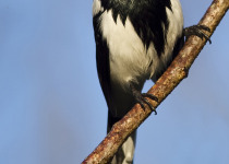 Iguazu National Park Argentina Birding Day or Two-Day Tour