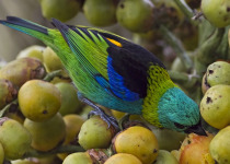Iguazu National Park Brazil Birding Day Tour