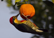 Misiones Three-Day Atlantic Forest Birding Excursion