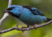 Best of Northern Misiones Five-Day Atlantic Forest Birding Tour