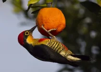 Best of Northern Misiones Five-Day Atlantic Forest Birding Tour