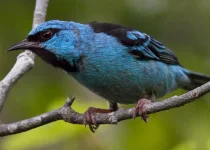 Best of Northern Misiones Five-Day Atlantic Forest Birding Tour