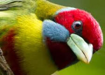 Bolivia Custom Birding Expedition with Guy Cox