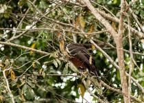Hoatzin bird cover image for Puerto Narino Amazonas Birding route