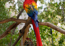 Scarlet Macaw bird cover image for Leticia Amazonas Birding route