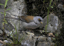 Arizona Sky Islands Birding Tour with Kim Score