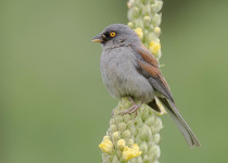 Arizona Sky Islands Birding Tour with Kim Score