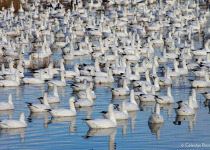 Winter in New Mexico Birding Tour with Kim Score