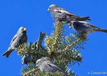 Winter in New Mexico Birding Tour with Kim Score