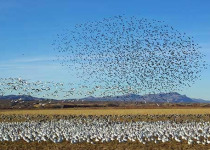 Winter in New Mexico Birding Tour with Kim Score