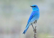 Winter in New Mexico Birding Tour with Kim Score