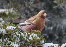Winter in New Mexico Birding Tour with Kim Score
