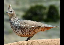 Winter in New Mexico Birding Tour with Kim Score