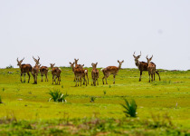 16-Day Highlights of Ethiopia Birdwatching Expedition with Awel Sultan