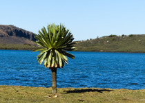 16-Day Highlights of Ethiopia Birdwatching Expedition with Awel Sultan