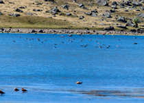 16-Day Highlights of Ethiopia Birdwatching Expedition with Awel Sultan