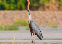 16-Day Highlights of Ethiopia Birdwatching Expedition with Awel Sultan