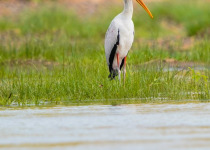 16-Day Highlights of Ethiopia Birdwatching Expedition with Awel Sultan