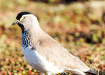 16-Day Highlights of Ethiopia Birdwatching Expedition with Awel Sultan