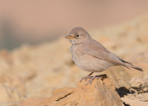 Tunisia Sunny Winter Desert and Djerba Birding Tour