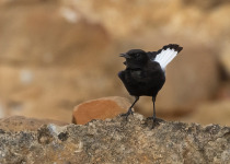 One-Day Tunis Wetlands, Grasslands and Zaghouan Birding Trip