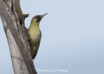 One-Day Cork Oak Forest Birding Tour in Northern Tunisia
