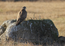Kiskunsag National Park Birdwatching Day Trip