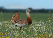 Spring Birding Tour in Hungary
