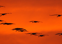 Autumn Birding Tour in Hungary
