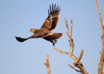 Autumn Birding Tour in Hungary