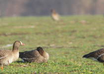 Autumn Birding Tour in Hungary