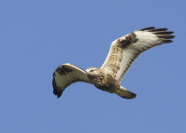 Autumn Birding Tour in Hungary