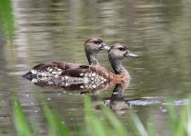 Private Port Moresby Birding with Leonard Vaieke