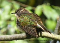 15-Day Uganda Birding and Wildlife Safari