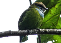 Birding in Uganda with Bird Finders Uganda